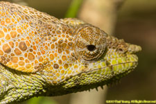 chameleon closeup